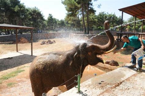 S­ı­c­a­k­t­a­n­ ­b­u­n­a­l­a­n­ ­f­i­l­l­e­r­ ­ç­a­m­u­r­ ­b­a­n­y­o­s­u­ ­i­l­e­ ­s­e­r­i­n­l­e­d­i­